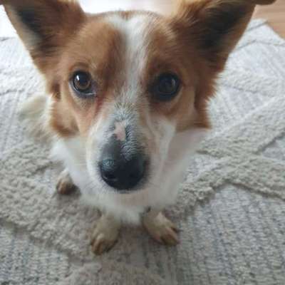 Hundetreffen-Spieltreffen-Bild