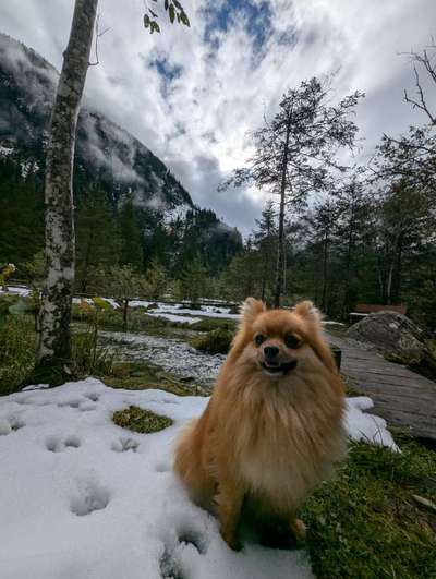 Hundetreffen-Spiel und Gassi Runden-Bild