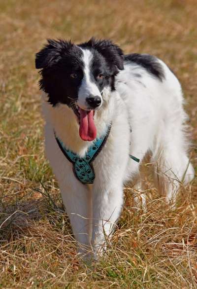 Dogorama Photo Challenge - Der Frühling kommt-Beitrag-Bild