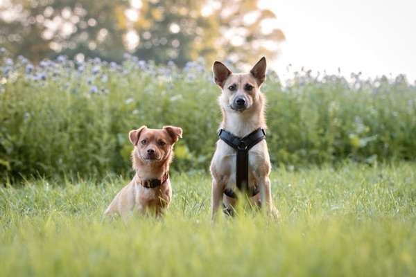 Hundetreffen-Hundefreunde in Weener gesucht 🐶-Bild
