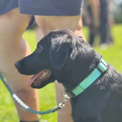 Hundetreffen-Hundetreffen für alle Altersklassen zum Training, Spielen usw-Bild