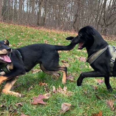 Hundetreffen-Treffen zum Spielen an der Gerther Hundewiese-Bild