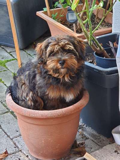 Havaneser dabei?:)-Beitrag-Bild