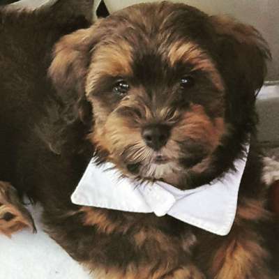 Die Dogorama Wochen Challenge-Beitrag-Bild