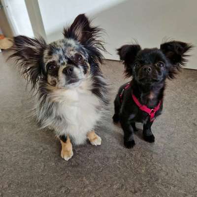Hundetreffen-Gassi und Spielrunde mit den Minis-Bild
