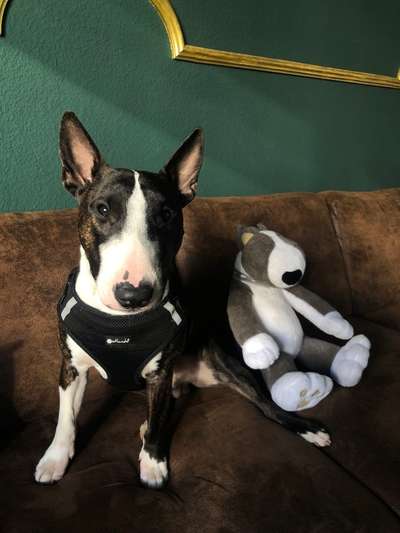 Miniatur Bull Terrier-Beitrag-Bild