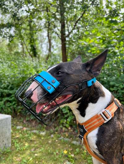 Miniatur Bull Terrier-Beitrag-Bild