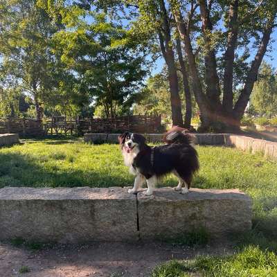 Hundetreffen-Spiel- und Gassirunde Zionskirche-Mauerpark-Bild