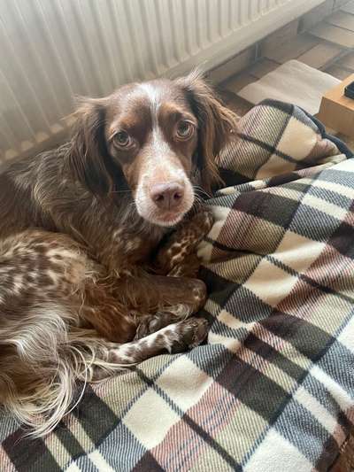 Epagneul Breton-Beitrag-Bild