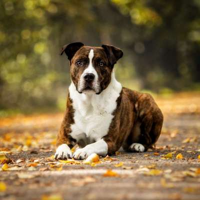 Hundetreffen-Hunde Spaziergang-Bild