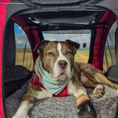 Empfehlung für Hundebuggys-Beitrag-Bild