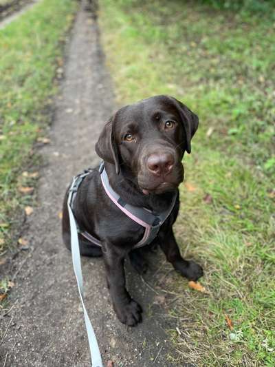 Hundetreffen-Hundebegegnung üben-Bild