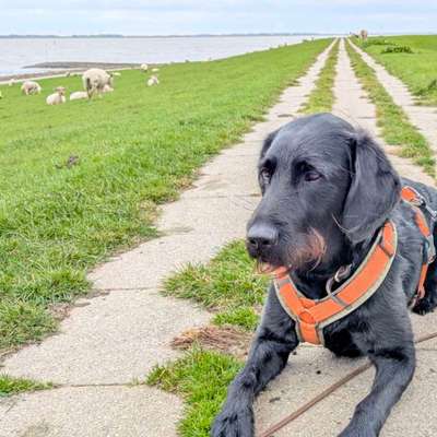 Hundetreffen-Regelmäßige Hundebetreuung gesucht-Bild