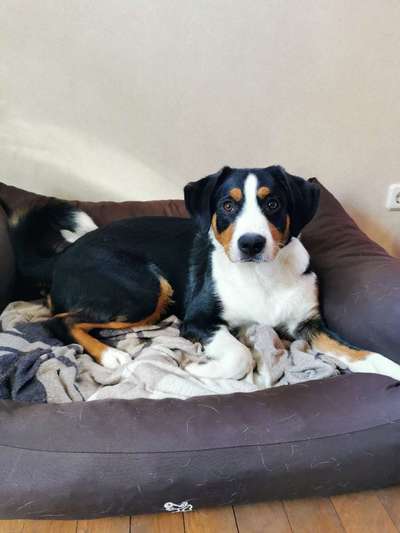 Appenzeller Sennenhunde-Beitrag-Bild