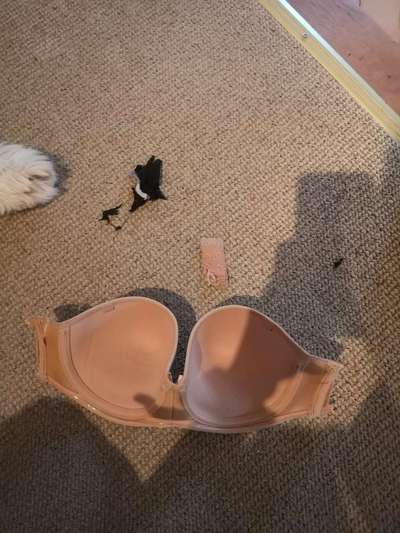 Zeig mir, dass du mit einem hund zusammenlebst....-Beitrag-Bild