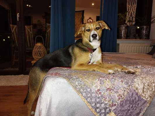 TierschutzhundeStammtisch🐕-Beitrag-Bild