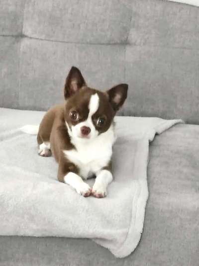 Wo sind die Chihuahua Besitzer ?-Beitrag-Bild