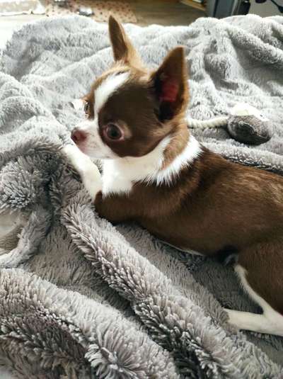 Wo sind die Chihuahua Besitzer ?-Beitrag-Bild