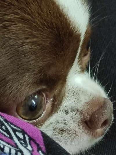 Zeigt mir die tollste Nahaufnahme von eurer Fellnase-Beitrag-Bild