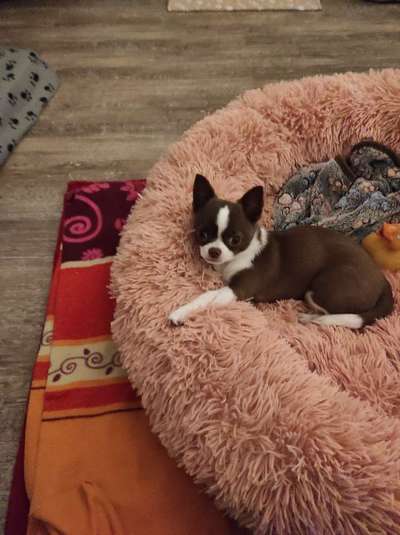 Dogorama Photo Challenge - Hundeblick zum hinschmelzen-Beitrag-Bild