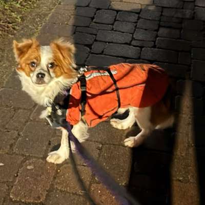 Hundetreffen-Neues entdecken…-Profilbild