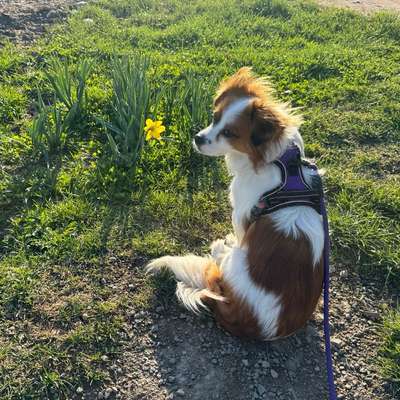 Hundetreffen-Neues entdecken…