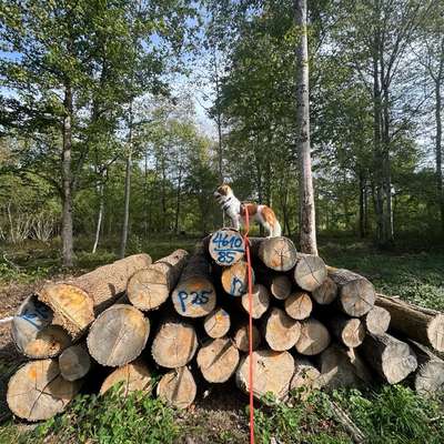 Hundetreffen-Neues entdecken…