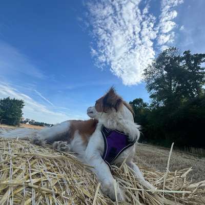 Hundetreffen-Neues entdecken…