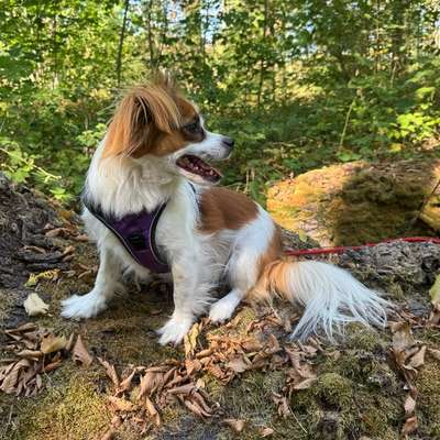 Hundetreffen-Neues entdecken…