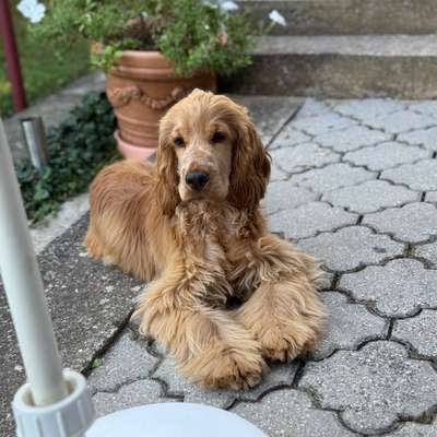 Hundetreffen-Ruhiger Hundefreund für meinen Junghund (Training Hundebegegnungen)-Bild