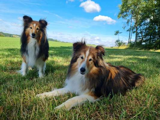 Shelties-Beitrag-Bild