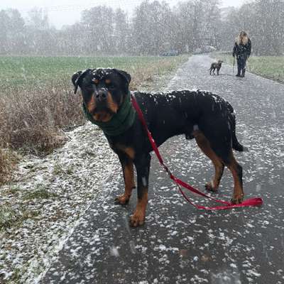 Hundetreffen-Trainingspartner für Leinenbegegnung-Bild