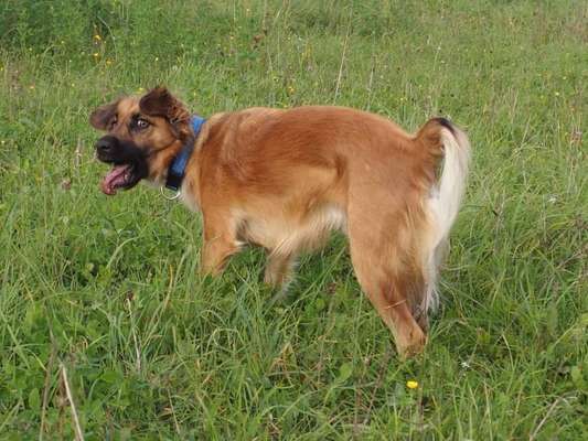 Zeige das lustigste Bild eures Hundis-Beitrag-Bild