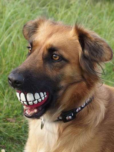 Hier ist der Spaßthread. Zum Schmunzeln und Kaputtlachen-Beitrag-Bild