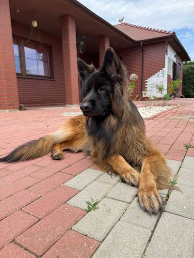Hundetreffen-Social Walk gesucht-Bild