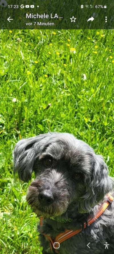 Hundetreffen-Hunde und ihre Menschen-Bild