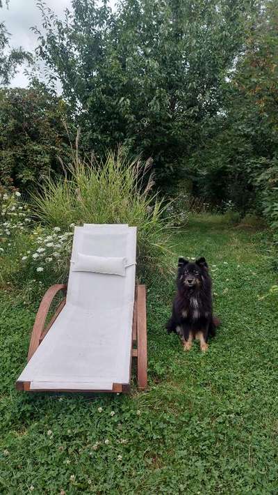 Hundetreffen-Garten-Abenteuer-Bild