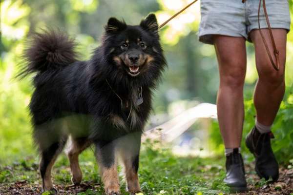 Hundetreffen-Social Walk/ Trainingsspaziergänge-Bild