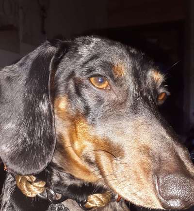 Dogorama Photo Challenge - Hundeblick zum hinschmelzen-Beitrag-Bild