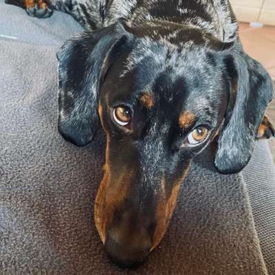 Hundetreffen-Hundekumpel / Dackel / Kleine Hunde gesucht für gemeinsame Spaziergänge-Bild