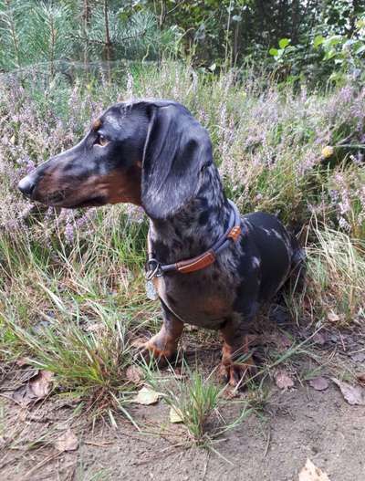 Seltene Rassen!-Beitrag-Bild