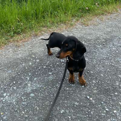 Hundetreffen-Gassitreffen/ Training Hundebegegnungen gerne auch zum Spielen-Bild