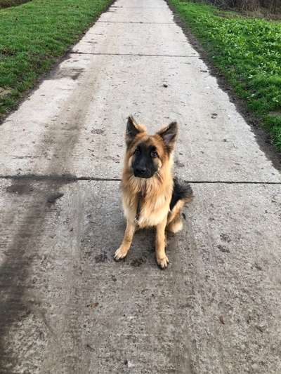 Dogorama Photo Challenge - Einmal lächeln bitte-Beitrag-Bild