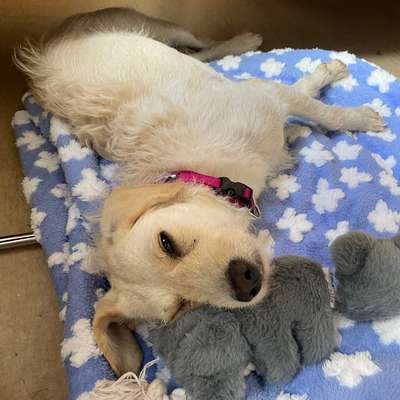 Hundetreffen-Gassirunde und Hundebegegnungen :)-Bild