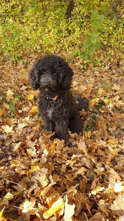 Hundetreffen-Pudel treffen-Bild