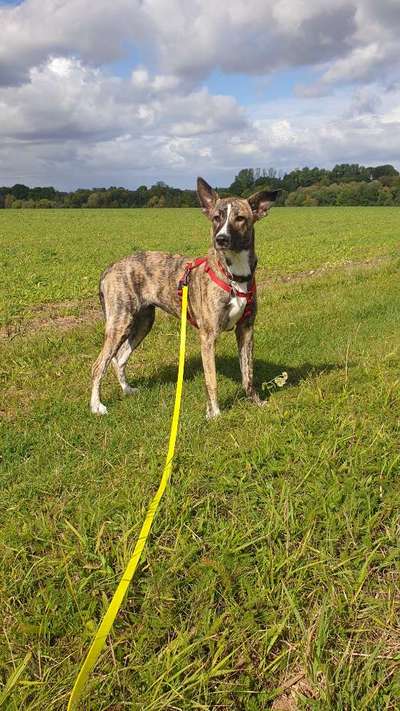 Hovawart-Beitrag-Bild