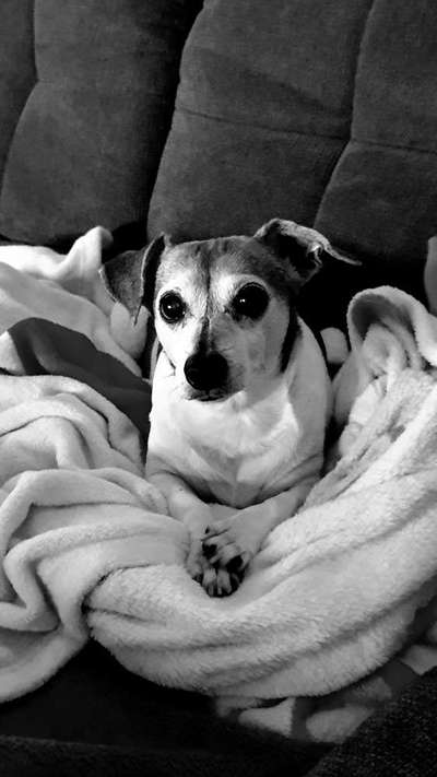 Regenbogenbrücke-Beitrag-Bild