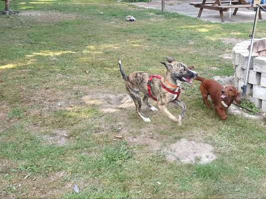 Fotosammlung: ,,Der natürliche Hund" Unbearbeitet, ungestellt und in Natura-Beitrag-Bild