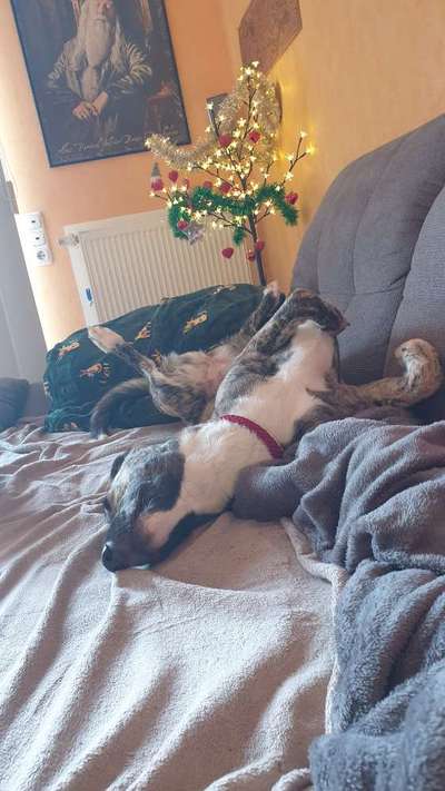 Hands,äh Pfoten up in the Air-Beitrag-Bild