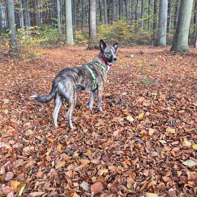 Bardino-Beitrag-Bild